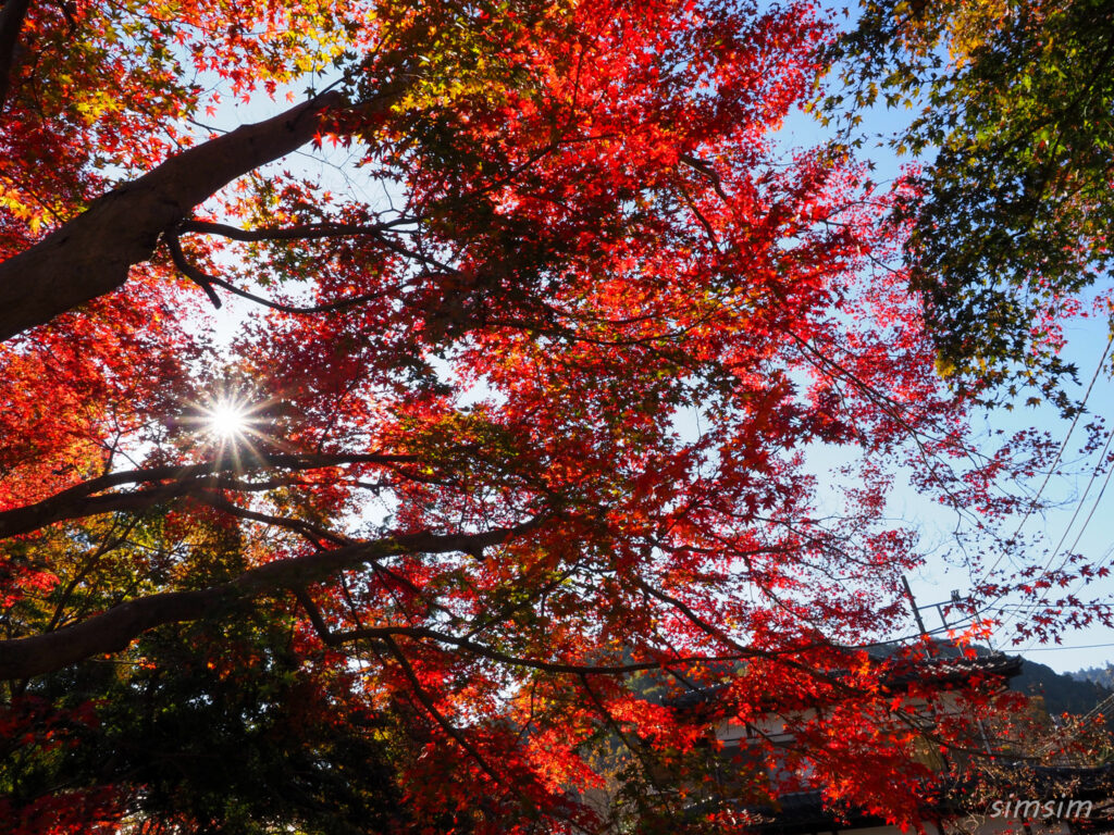 高尾山　紅葉登山