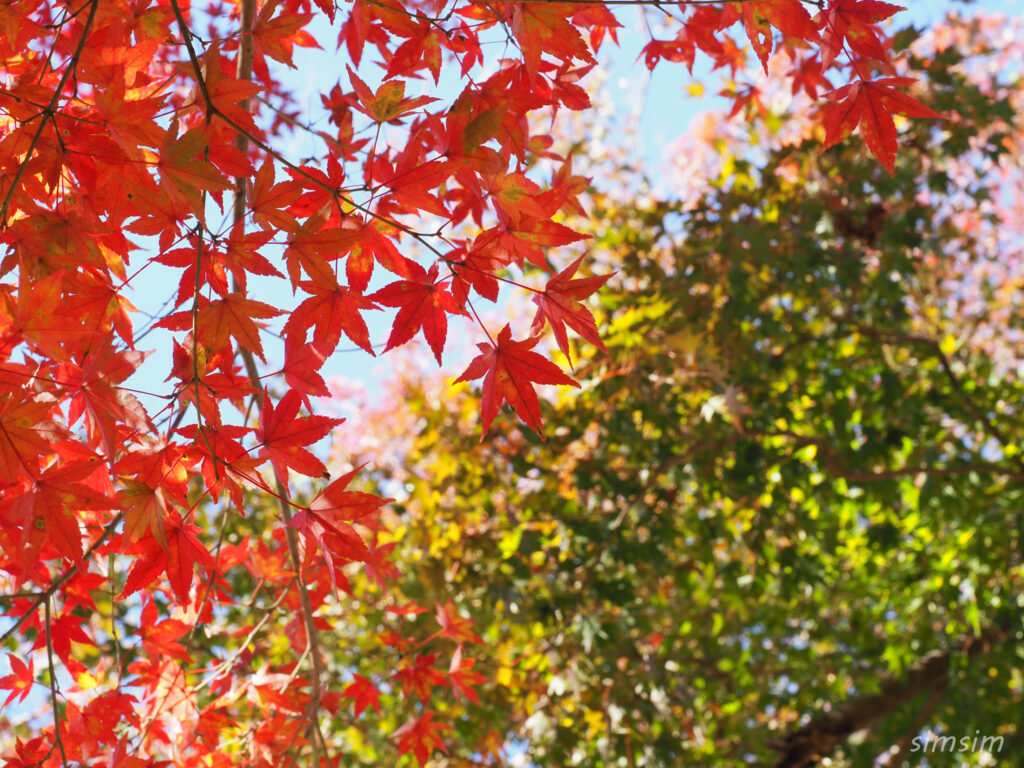 高尾山　紅葉登山