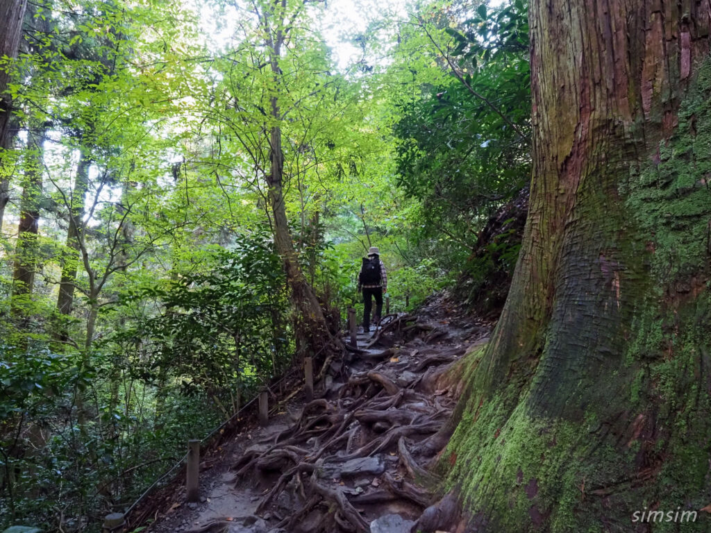 高尾山　紅葉登山