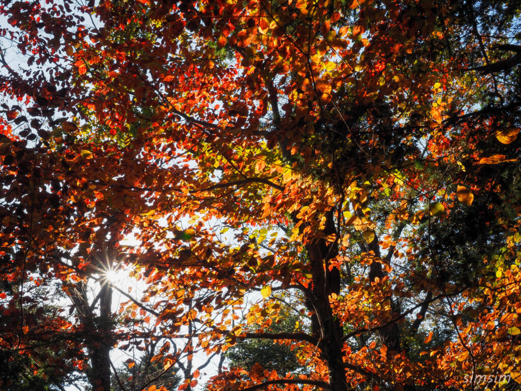 高尾山　紅葉登山