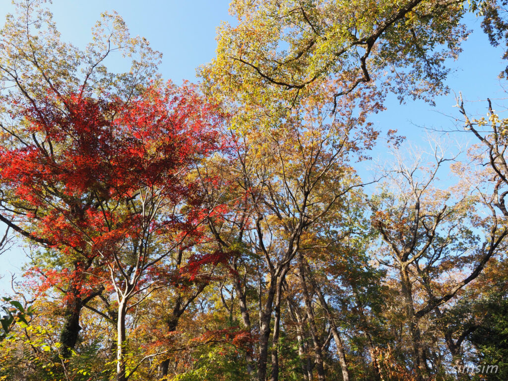 高尾山　紅葉登山