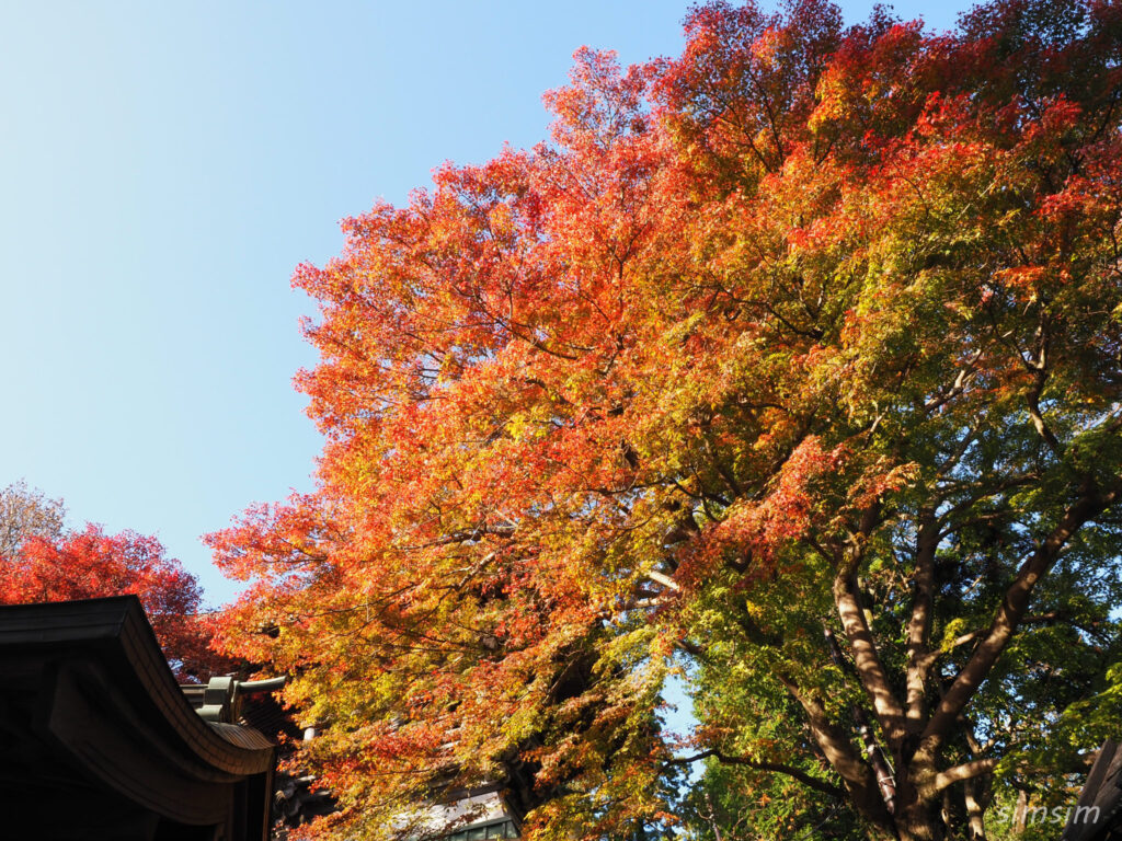 高尾山　紅葉登山