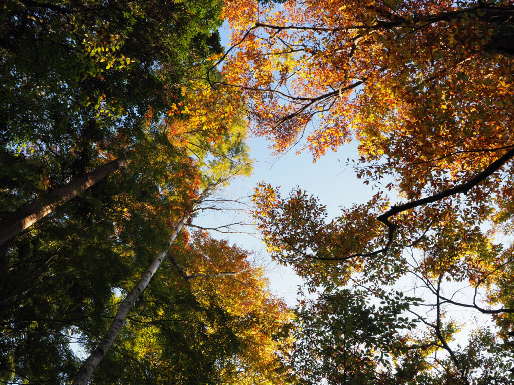 高尾山　紅葉登山