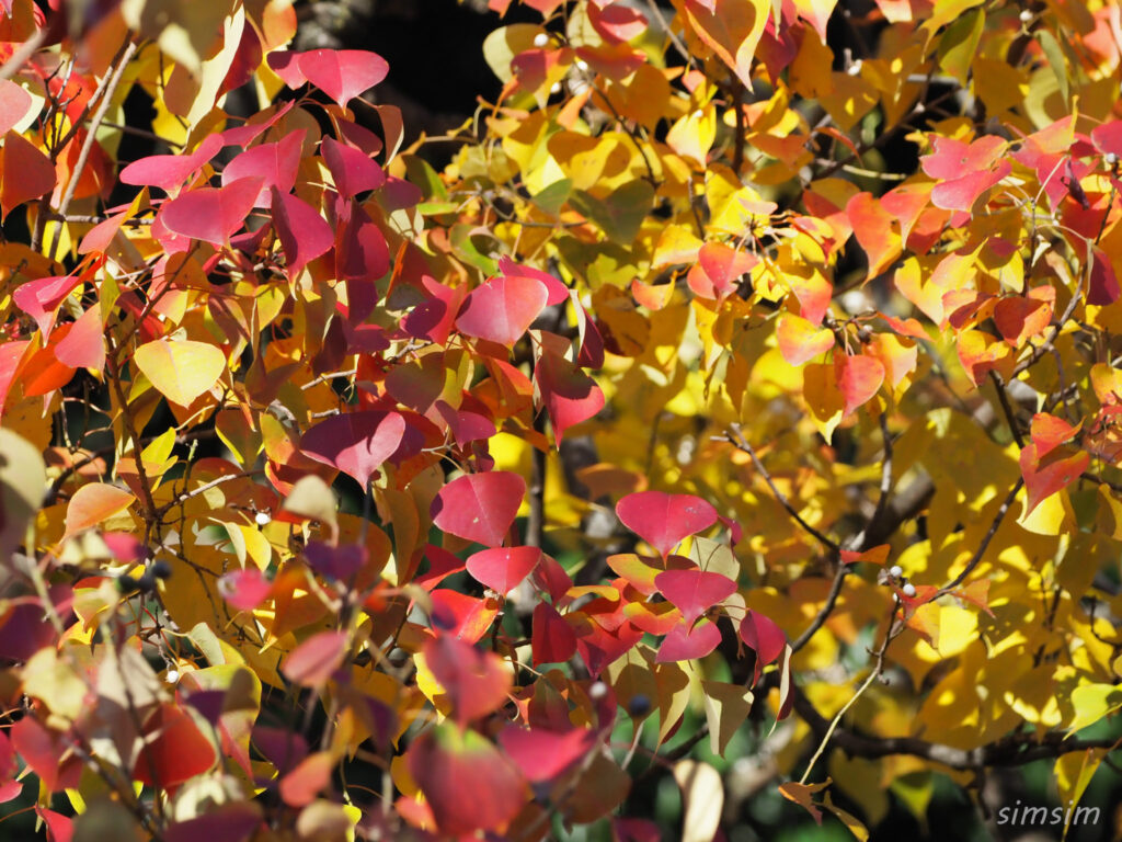 小石川植物園　紅葉