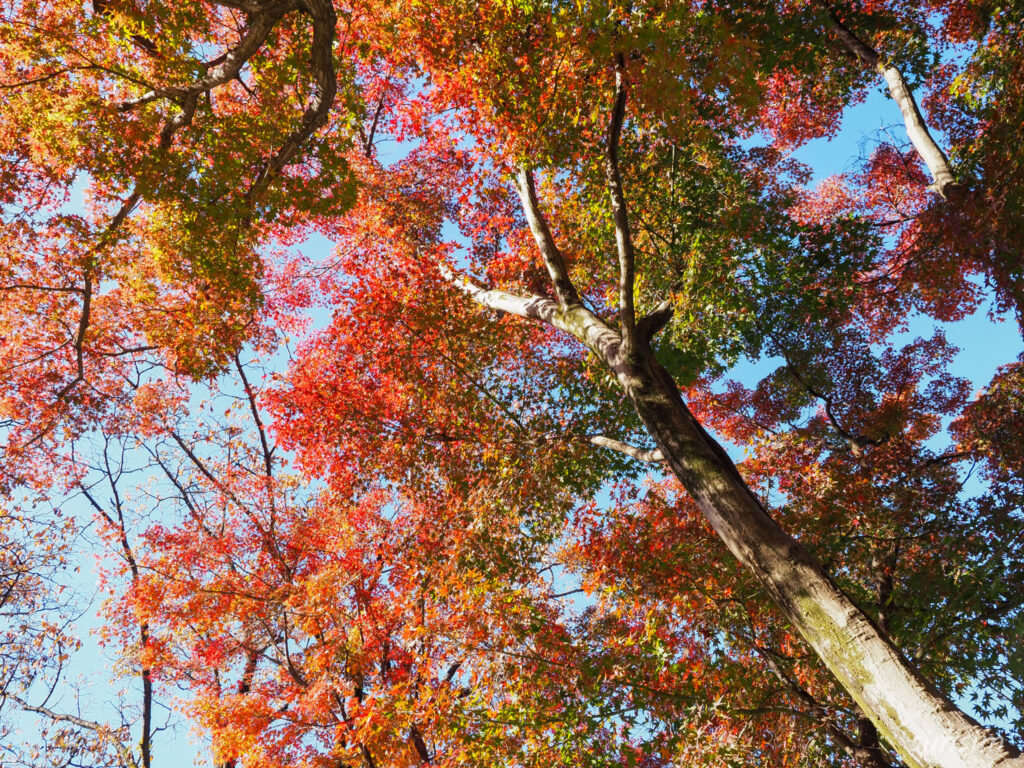 小石川植物園　紅葉