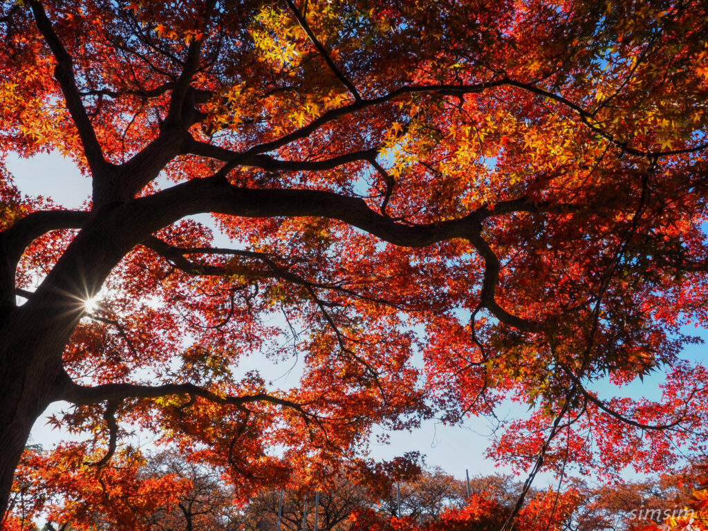 小石川植物園　紅葉