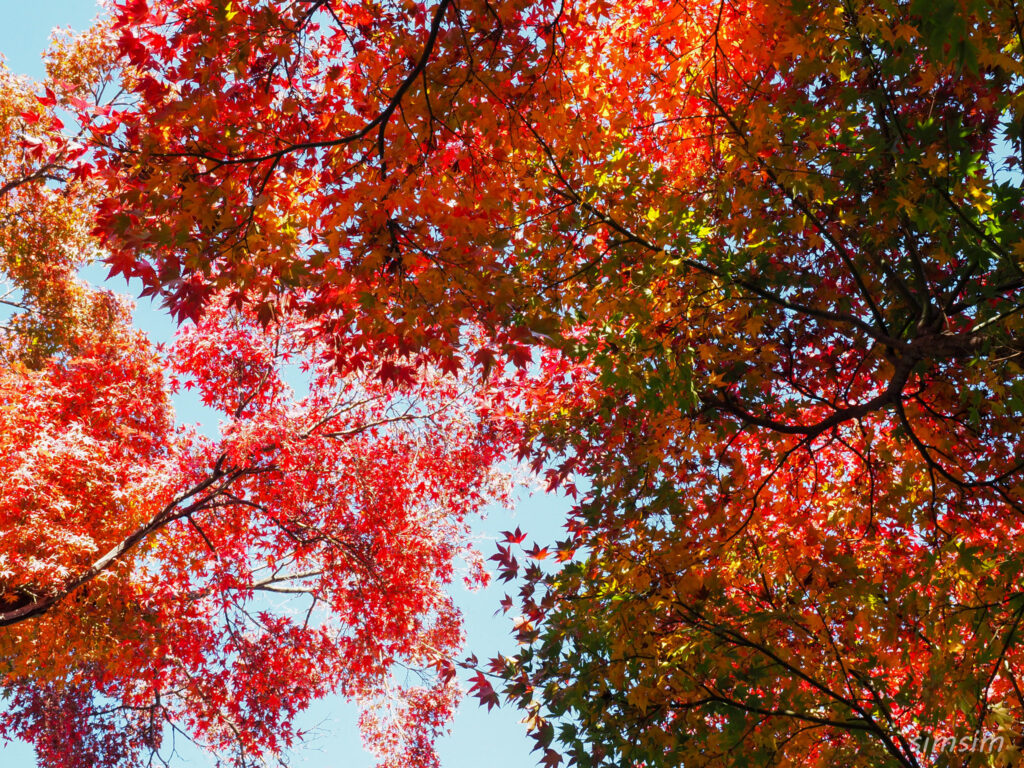 小石川植物園　紅葉