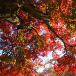 小石川植物園　紅葉