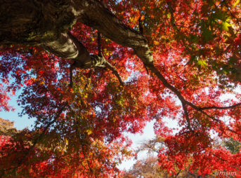 小石川植物園　紅葉