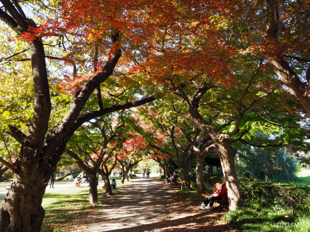 小石川植物園　紅葉