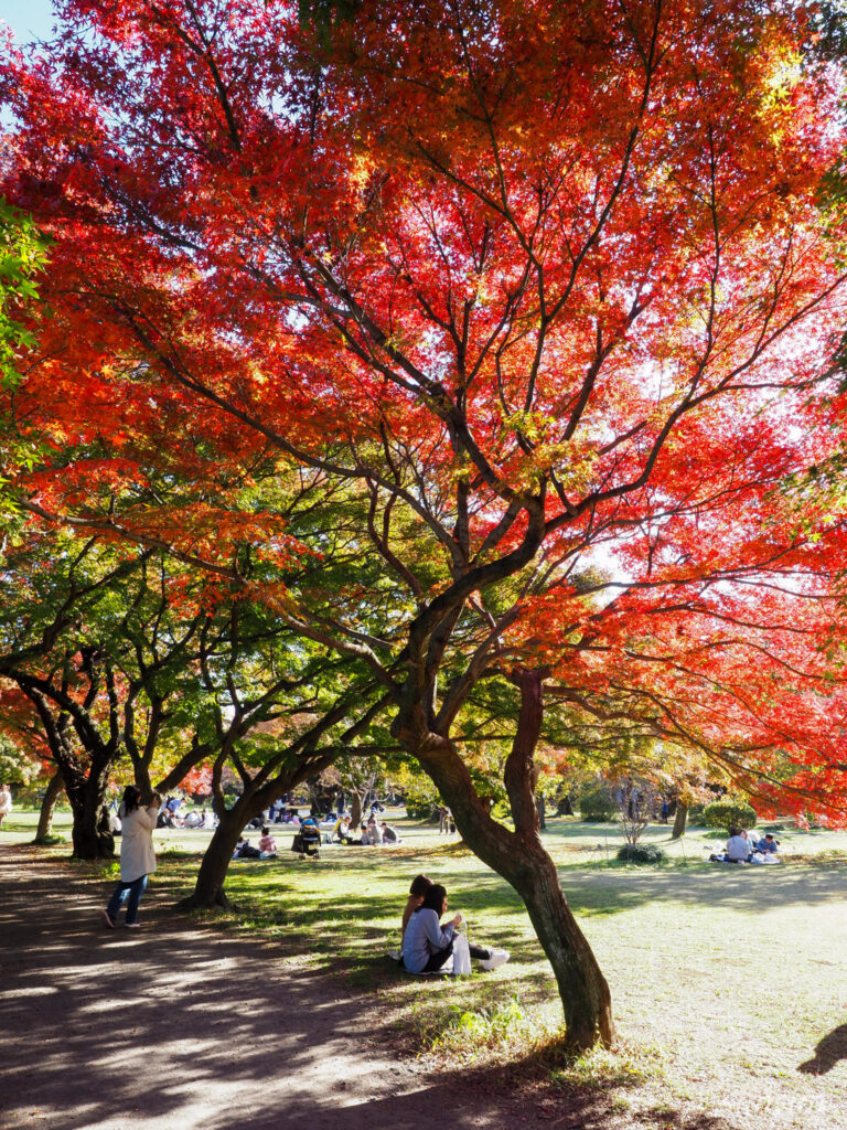 小石川植物園　紅葉