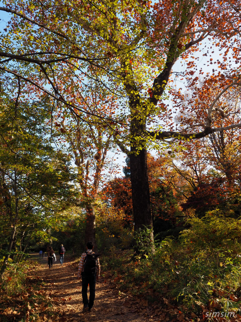 小石川植物園　紅葉