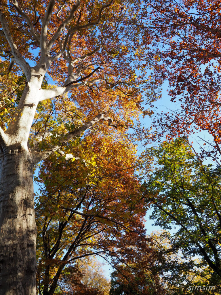 小石川植物園　紅葉