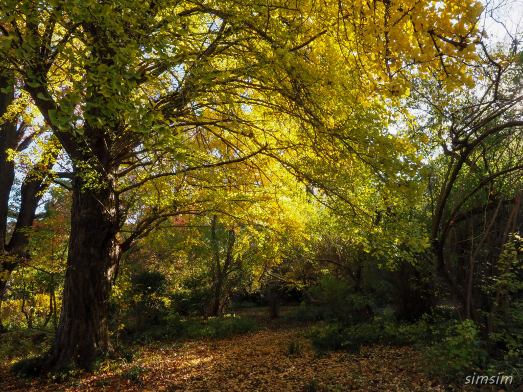 小石川植物園　紅葉