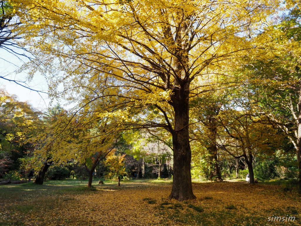 小石川植物園　黄葉