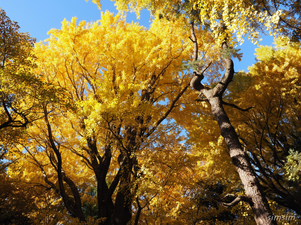 小石川植物園　紅葉