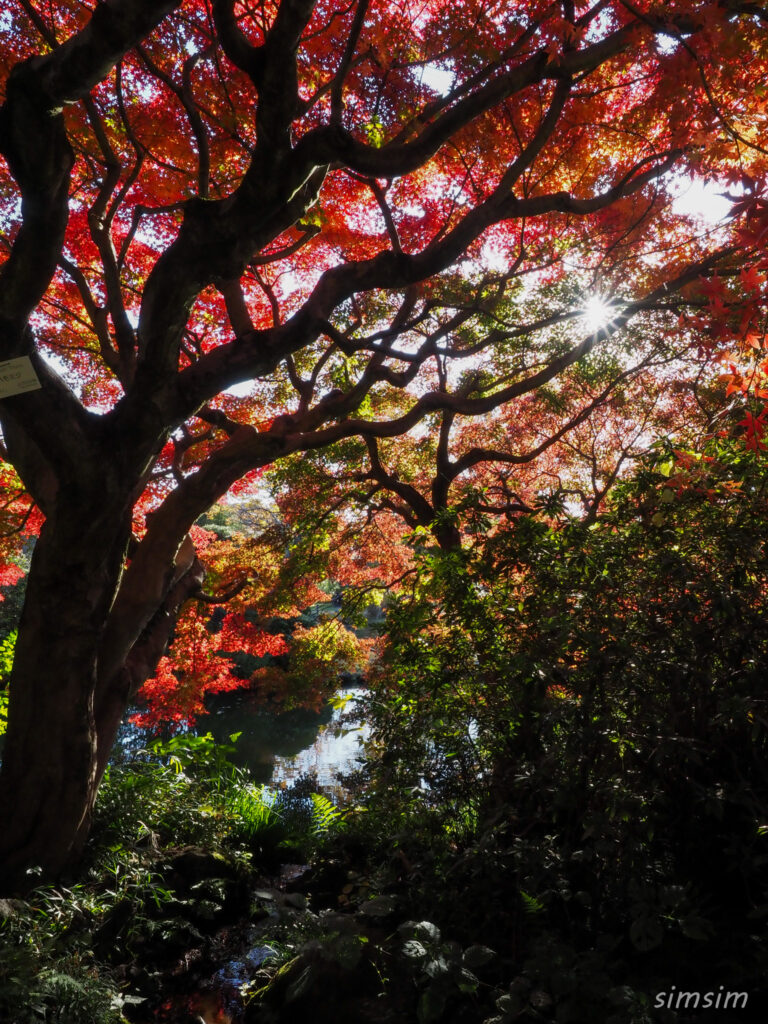 小石川植物園　紅葉