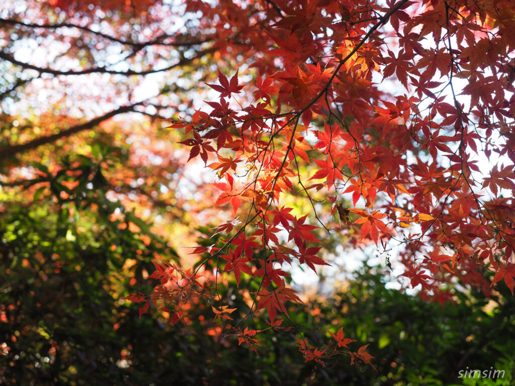 小石川植物園　紅葉