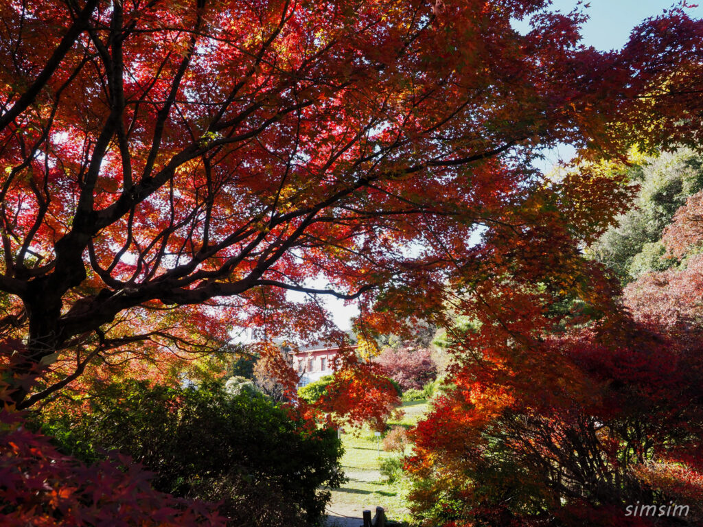 小石川植物園　紅葉