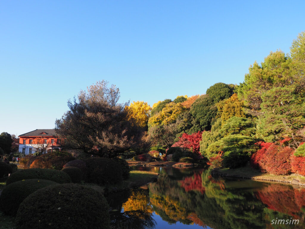 小石川植物園　紅葉