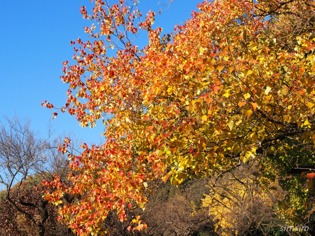 小石川植物園　紅葉