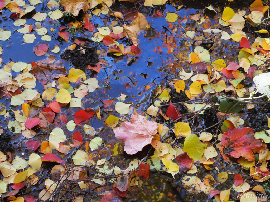 小石川植物園　紅葉