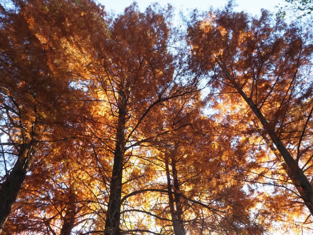 小石川植物園　紅葉