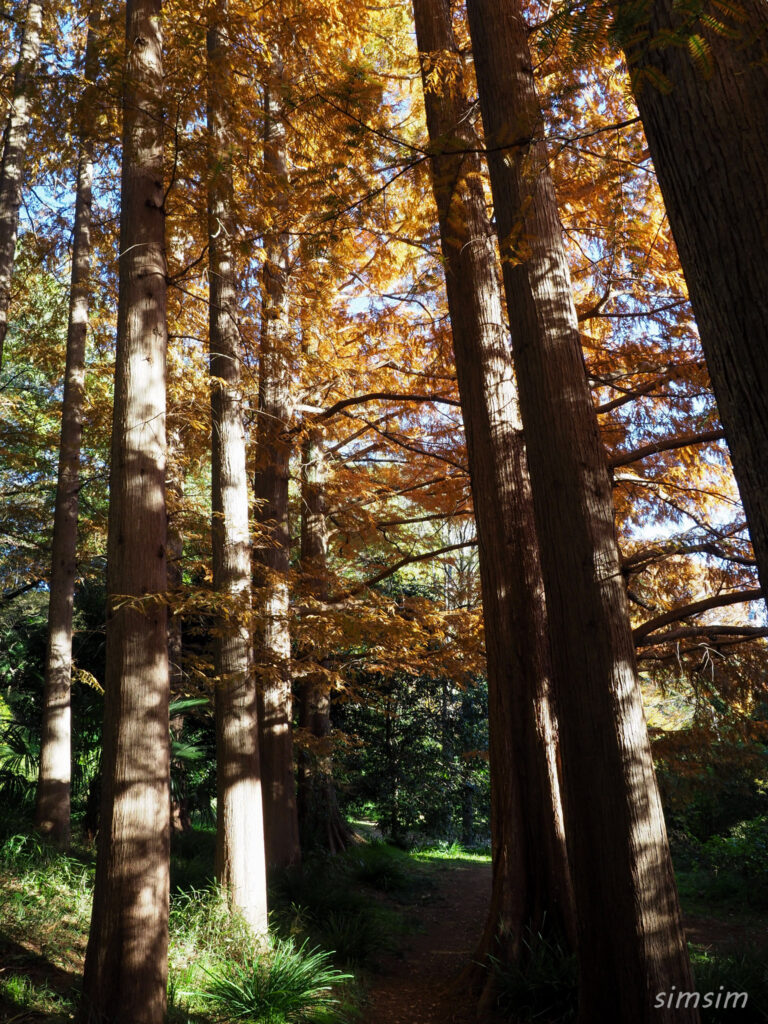 小石川植物園　紅葉