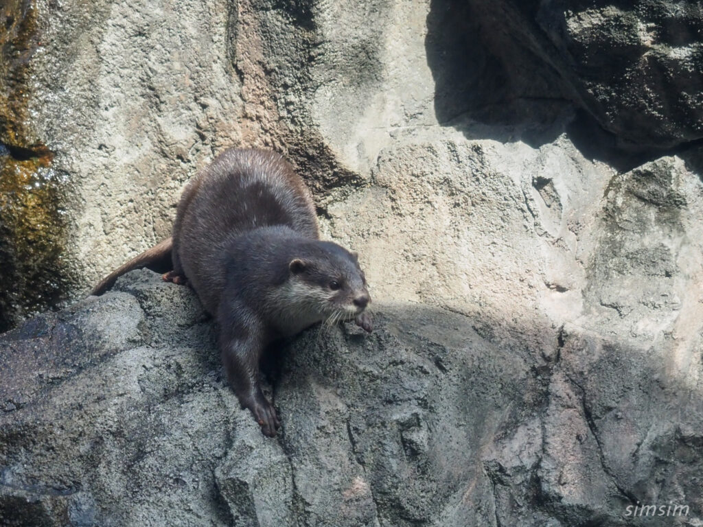 鳥羽水族館　カワウソ