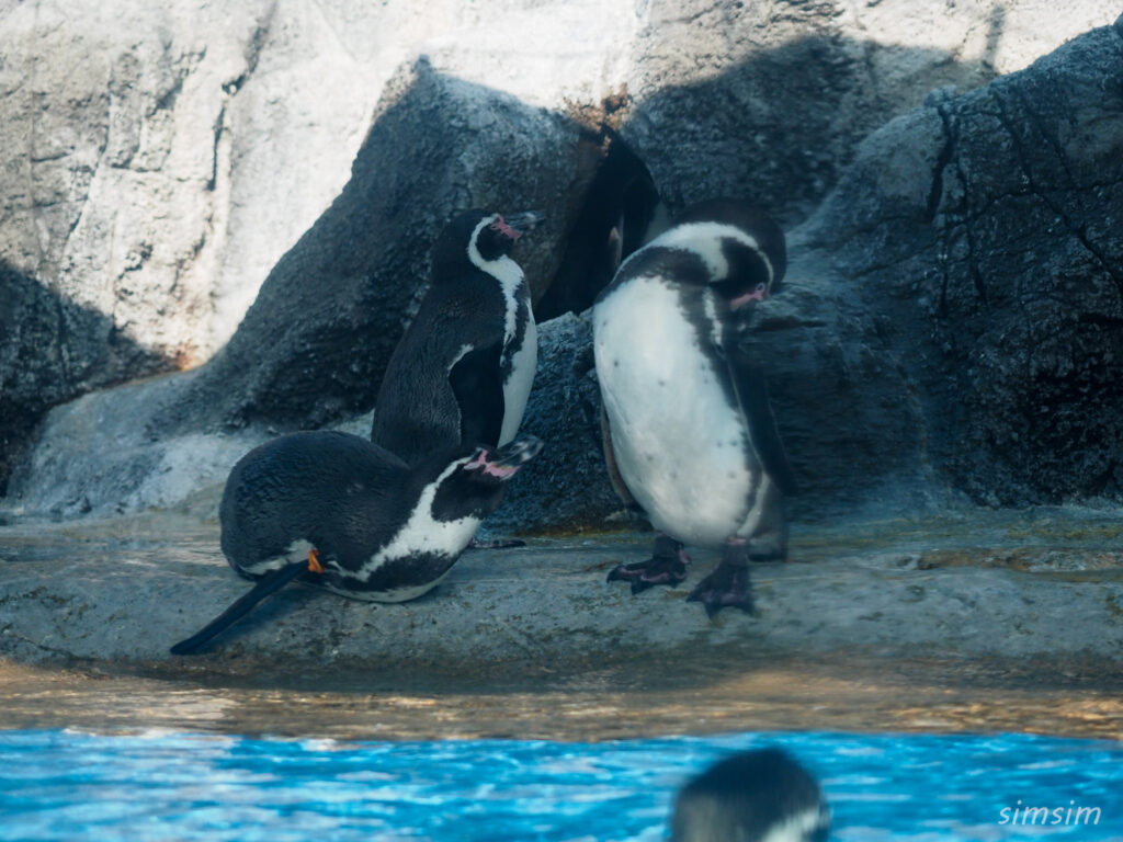 鳥羽水族館　ペンギン