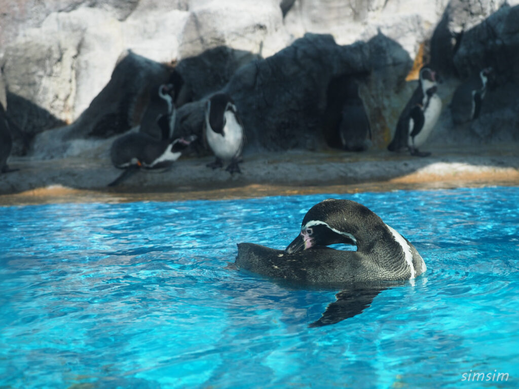 鳥羽水族館　ペンギン