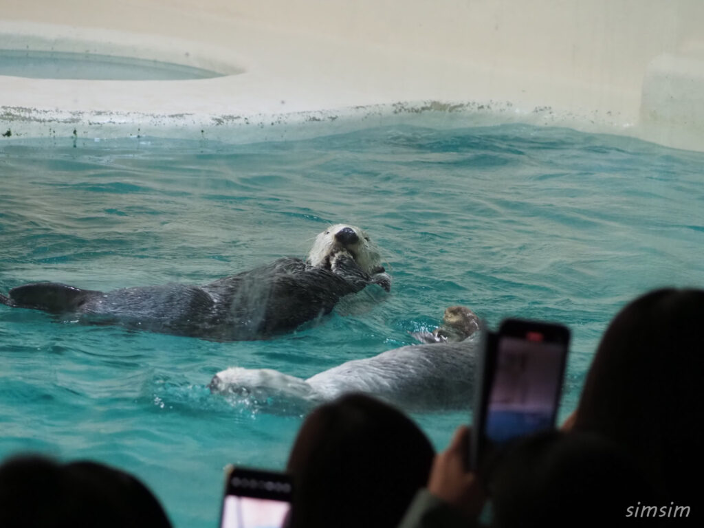 鳥羽水族館　ラッコ