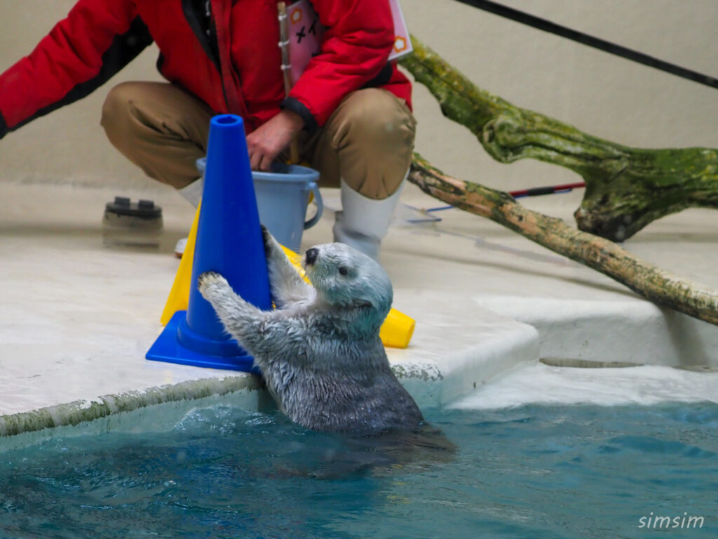 鳥羽水族館　ラッコ