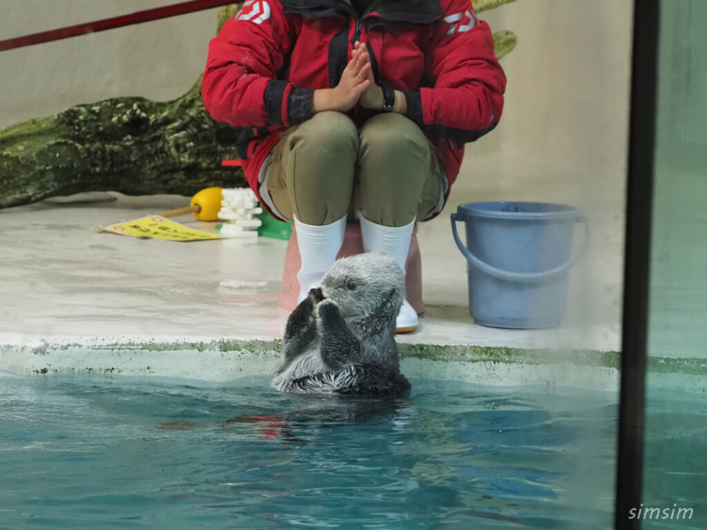 鳥羽水族館　ラッコ