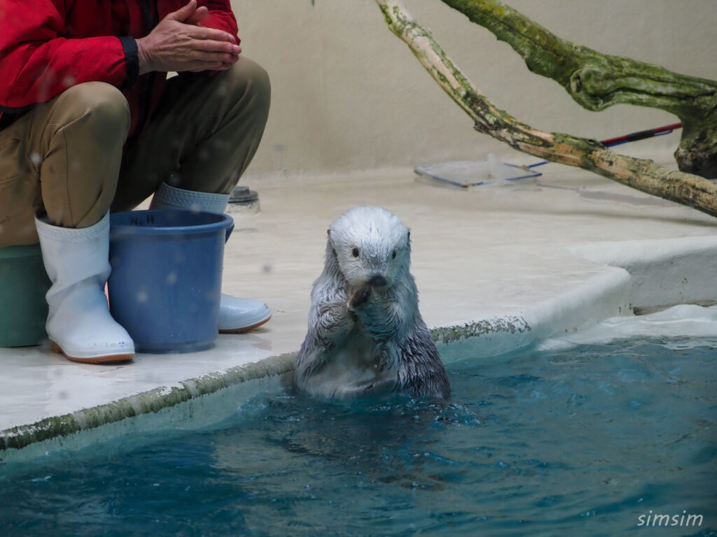 鳥羽水族館　ラッコ