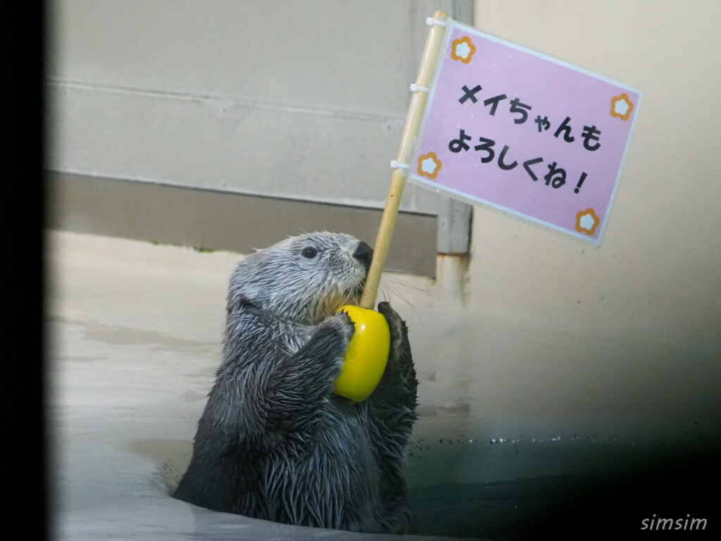 鳥羽水族館　ラッコ