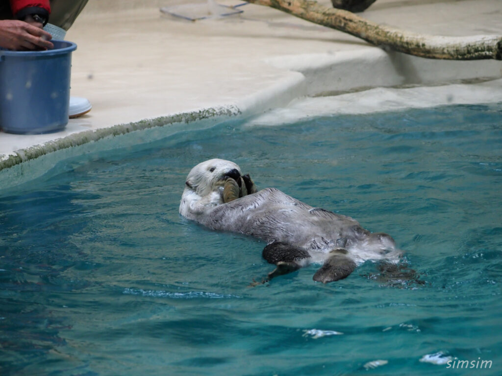 鳥羽水族館　ラッコ