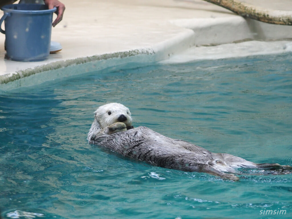 鳥羽水族館　ラッコ