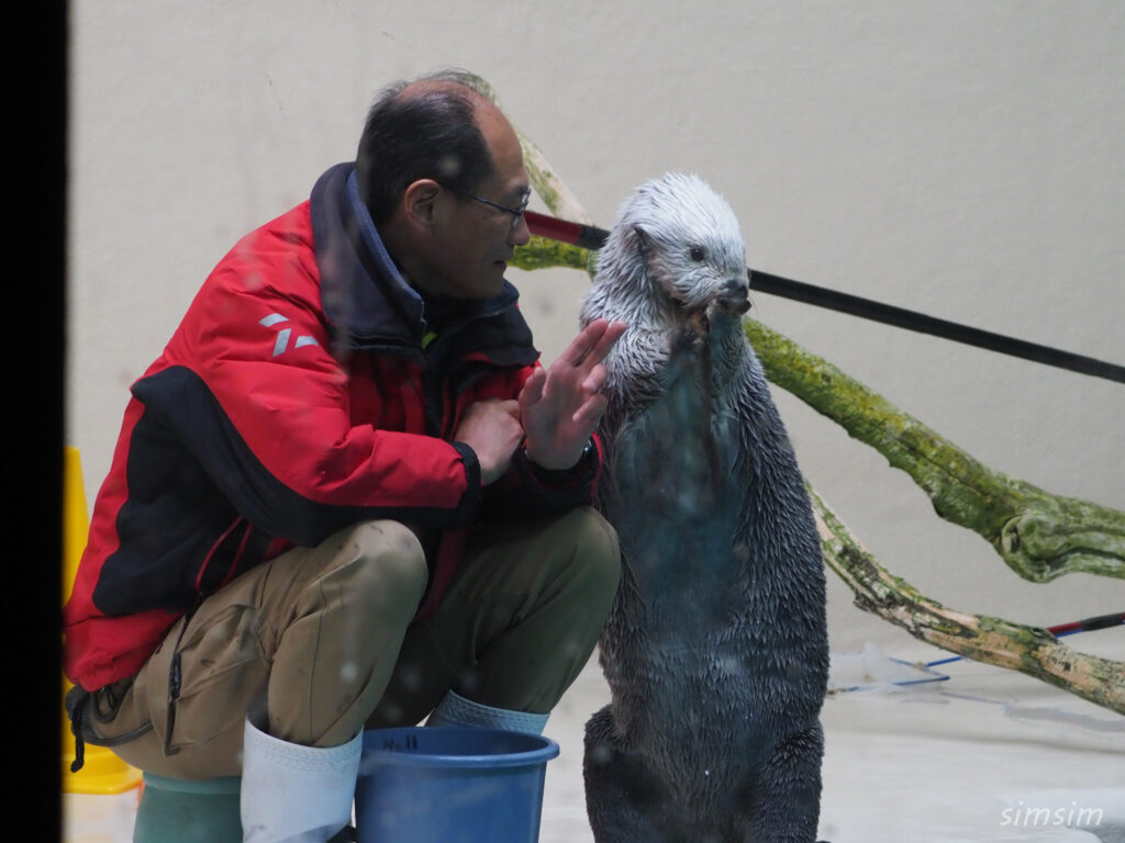 鳥羽水族館　ラッコ