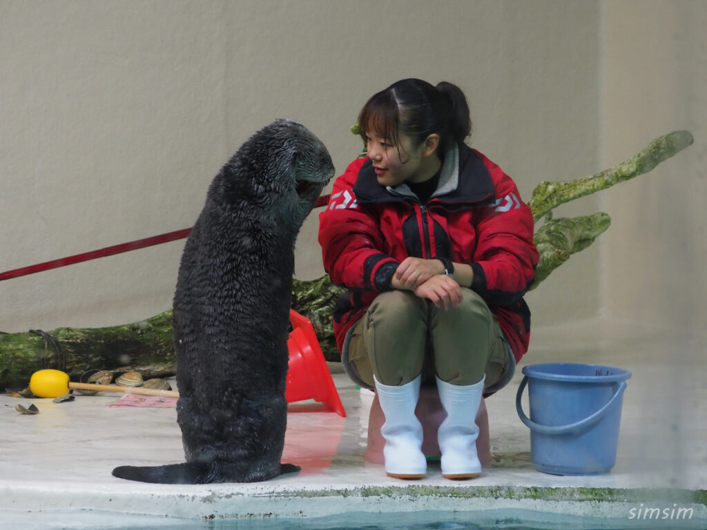 鳥羽水族館　ラッコ