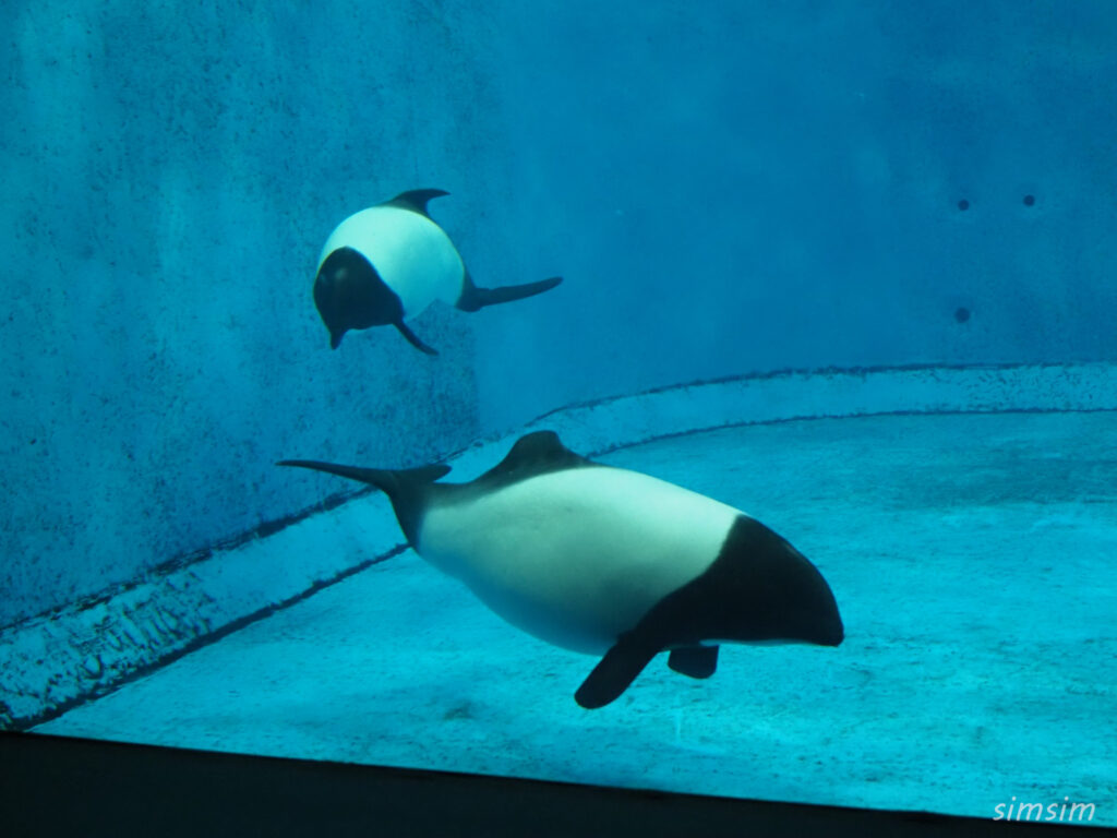 鳥羽水族館　イロワケイルカ