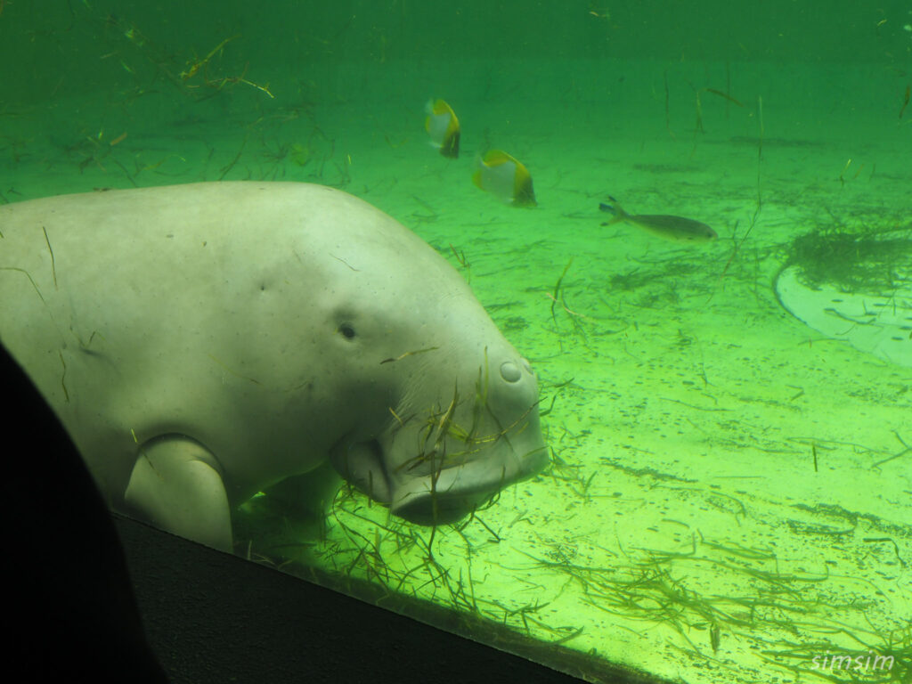 鳥羽水族館　ジュゴン