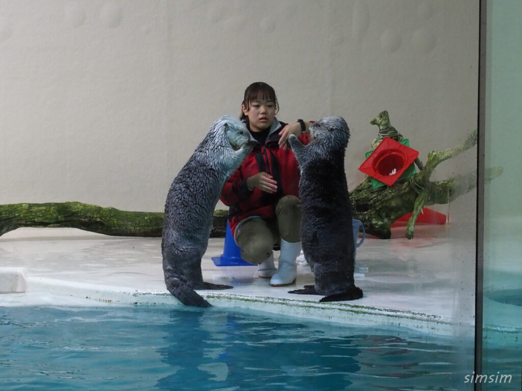 鳥羽水族館　ラッコ