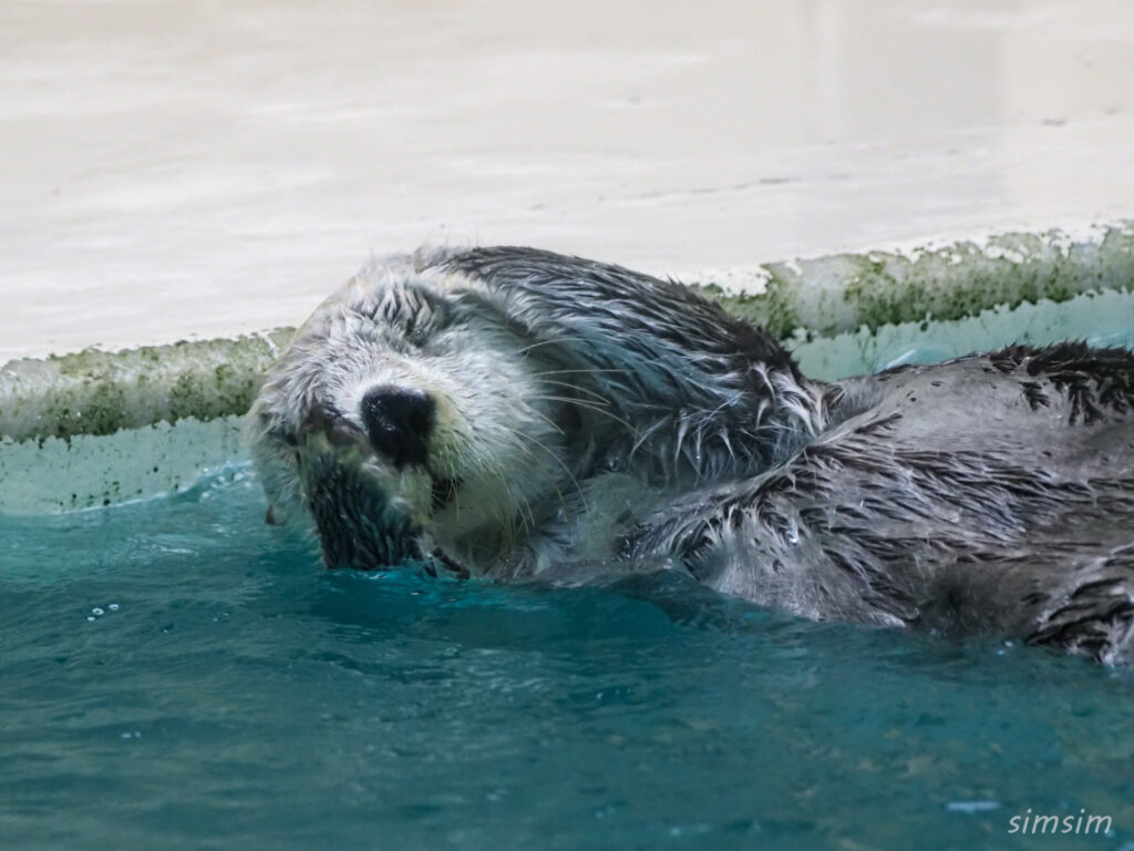 鳥羽水族館　ラッコ