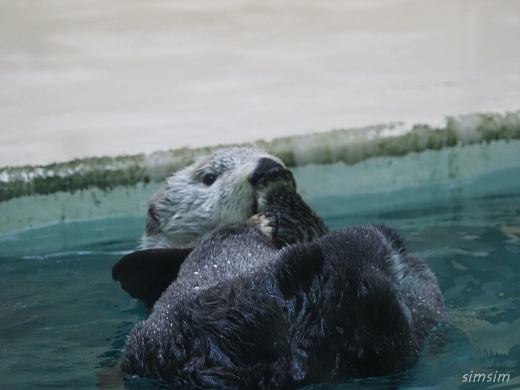 鳥羽水族館　ラッコ