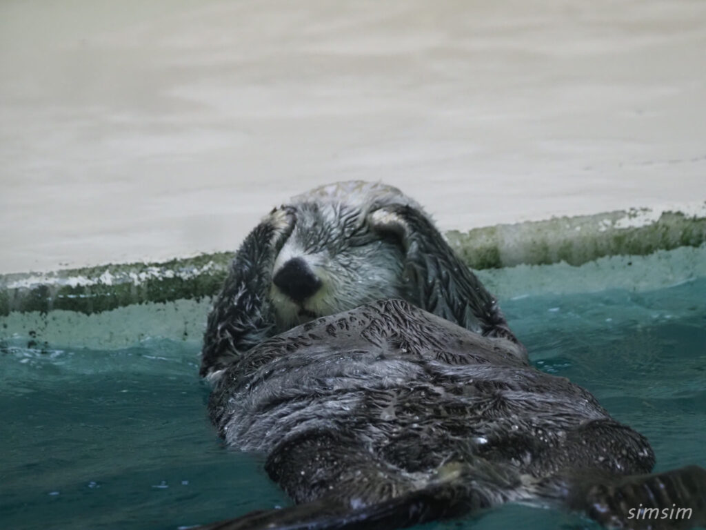 鳥羽水族館　ラッコ