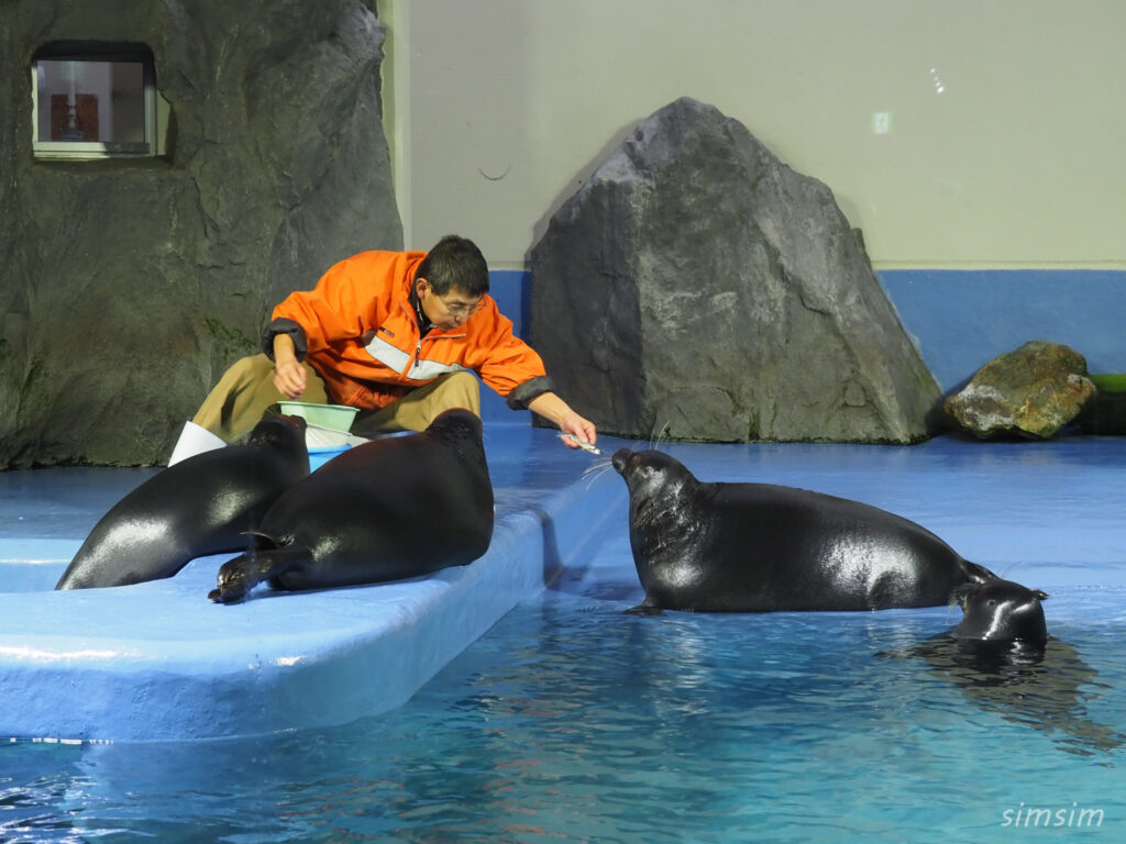 鳥羽水族館　バイカルアザラシ