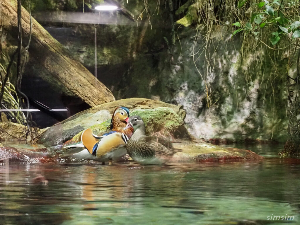 鳥羽水族館　オシドリ