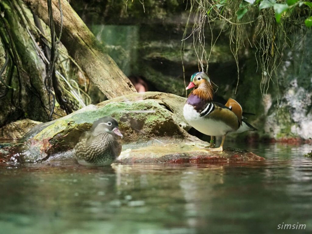 鳥羽水族館　オシドリ