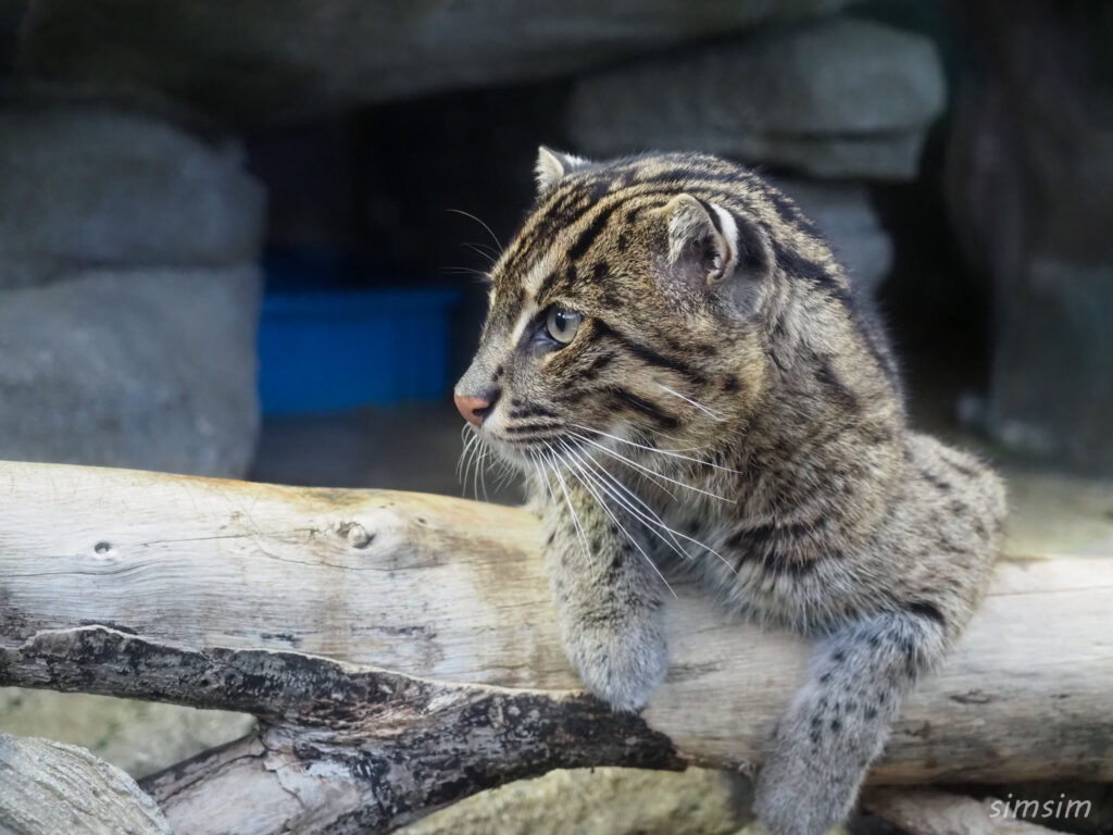 鳥羽水族館　スナドリネコ